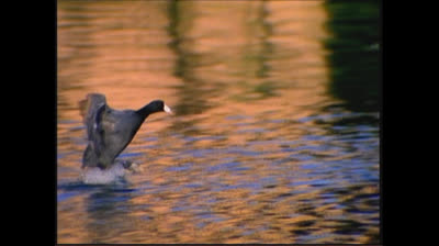 Neighborhood Animals 2005 DVD