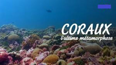 Coraux, l'ultime métamorphose