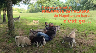 Élevage malamute de l'Alaska. Balade avec chiots