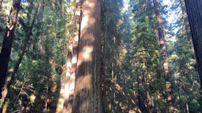 Avenue of the Giants